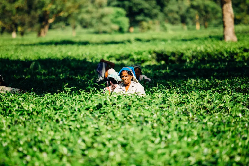 How Environmentally Friendly Coffee is Redefining the Instant Coffee Experience